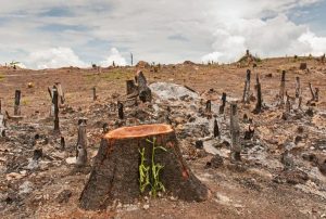 Deforestation- LagosPost.ng
